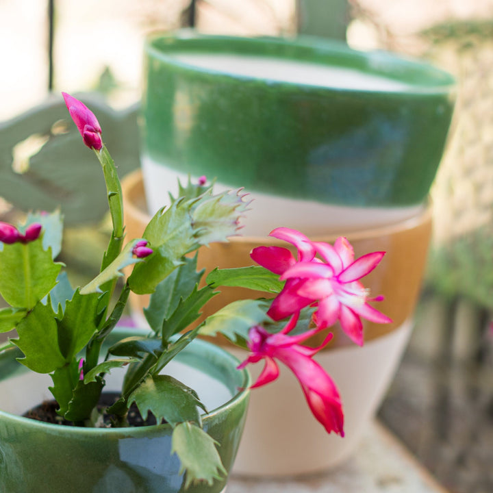 Viva Garden Green Reactive Medium Cachepot