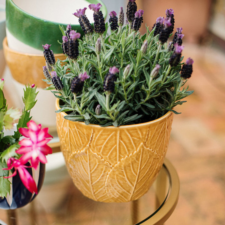 Viva Garden Amber Embossed Leaves Cachepot