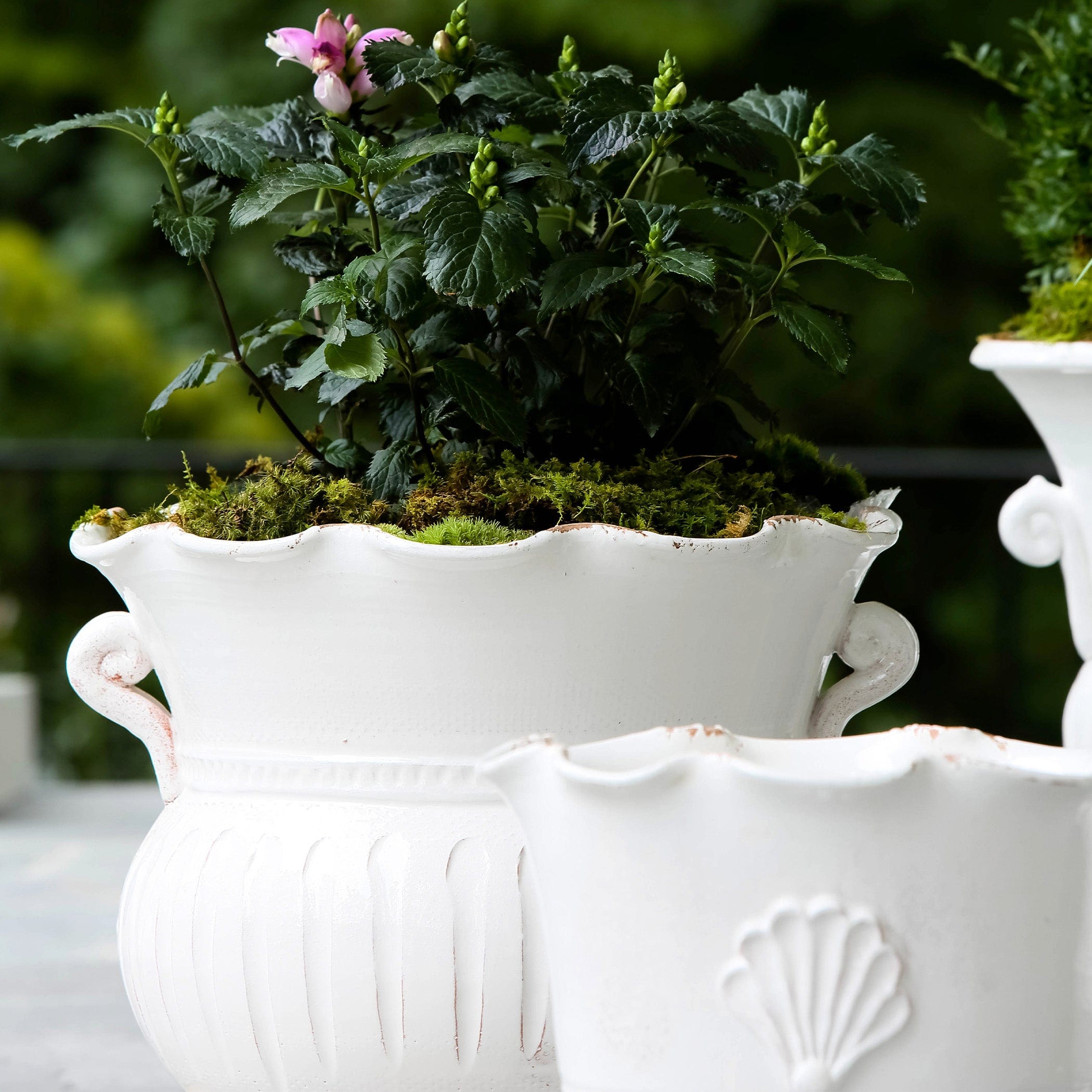 Rustic Garden White Large Scallop Planter – VIETRI